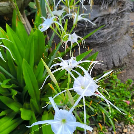 Casa Flora Loft Sauzal