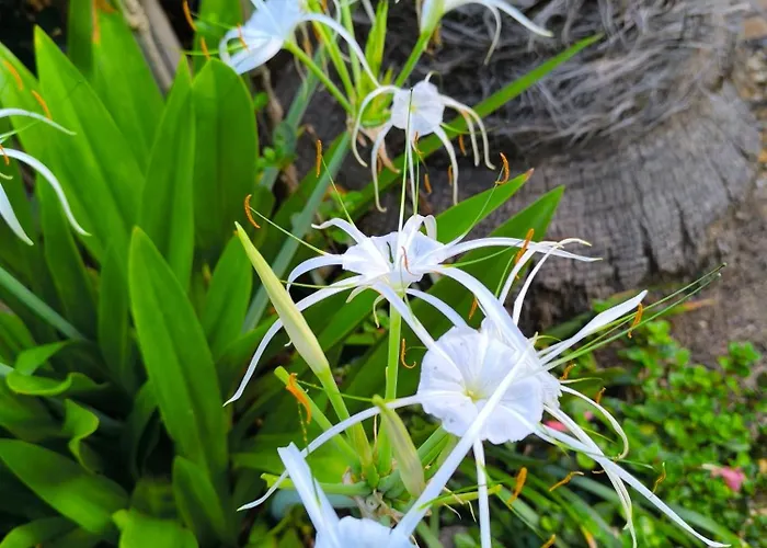 Casa Flora Loft El Sauzal